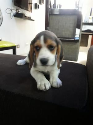 Beagle Hembra 2 Meses Precio a Tratar