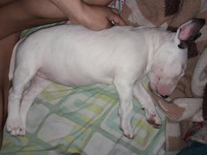 Bull Terrier Hembra