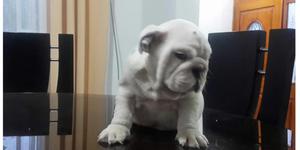 Bulldog Ingles