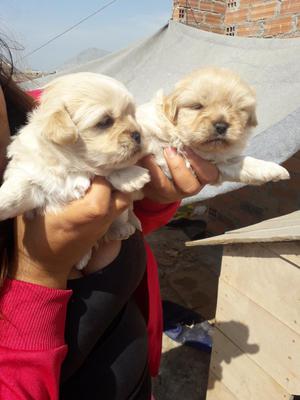 Cachorritas Shi Tzu Originales