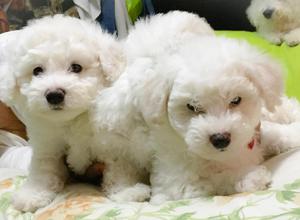 Cachorros Bichon Frese