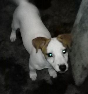 Cachorros Jack Russell