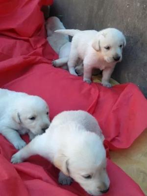 Cachorros Labradores