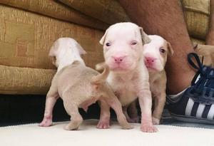 Cachorros Pitbull