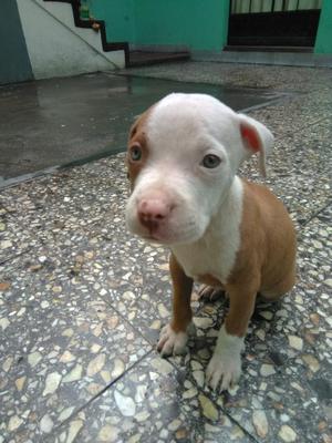 Cachorros Pitbull