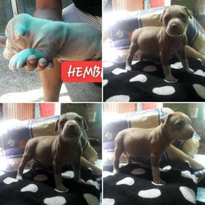 Cachorros Pitbulls en Venta