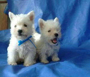 Cachorros West Highland Originales