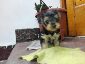 Cachorros Yorkshire Terrier Yorki