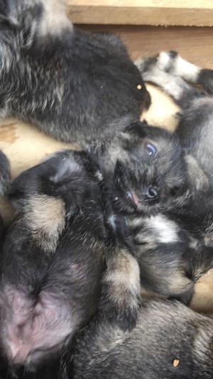 Cachorros de Raza Schnauser