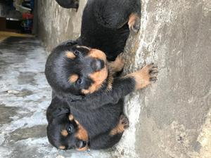 Cachorros rottweiler