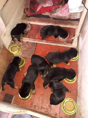 Cachorros rottwelier