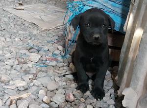 Caninos Raza Labrador en Venta