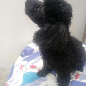 Disponibre Poodle Toy