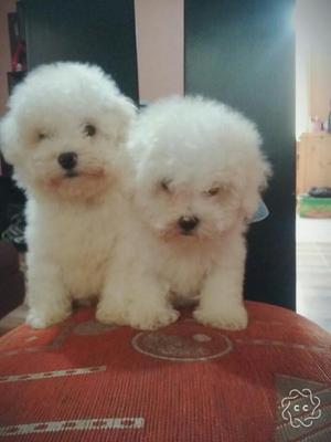 Encantadores Bichon Frise