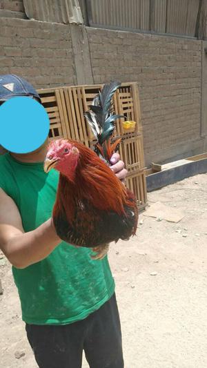 Gallo Padrillo