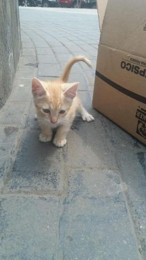 Gatito Cariñoso Jugueton en Adopcion