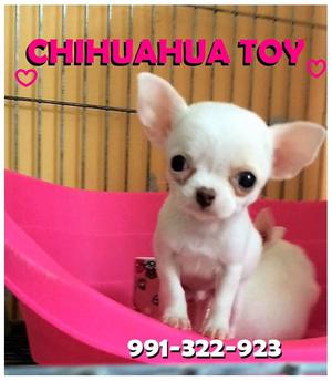 Hermosos Cachorritos Chihuahuas Toys