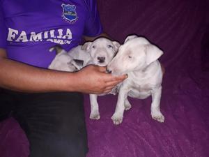 Hermosos Cachorros Bull Terrier