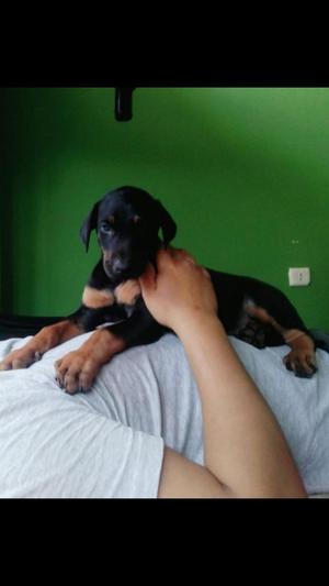 Hermosos Cachorros Doberman