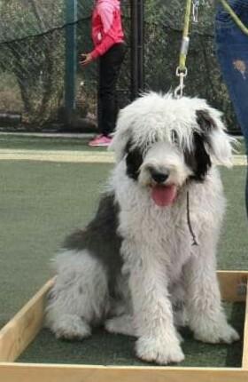 Por motivo de viaje Vendo cachorra Pastor ingles bobtail