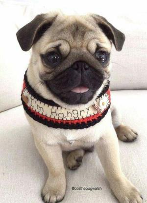 Pug Carlino