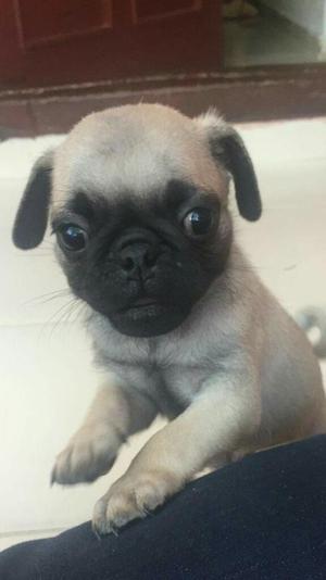 Pug Carlino