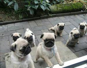 Pug Carlino