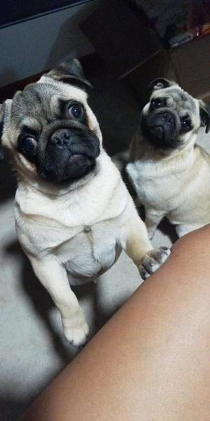 Pug Carlino Arena