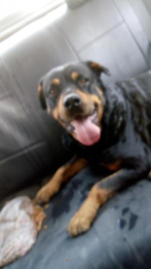 Quiero adoptar Rottweiler hembra