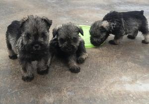 REMATO MIS SCHNAUZER TOYS 