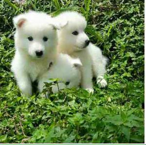 Samoyedo Adorables Cachorros Disponibles
