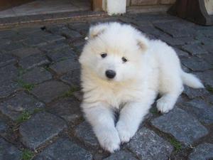 Samoyedo Polar Parejitas