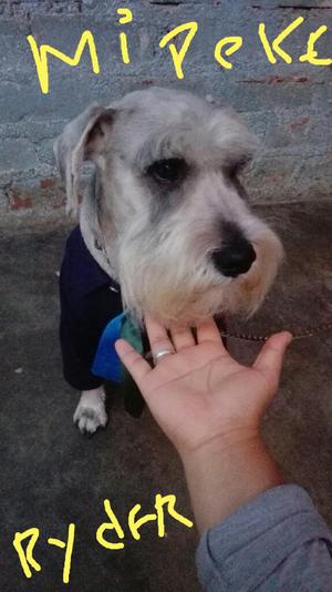 Schnauzer Plata Ofrece Servicio de Monta