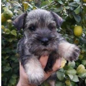 Schnauzer Terrier