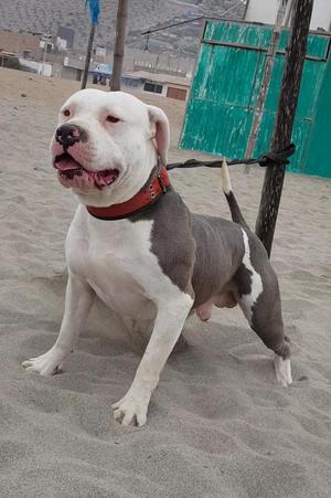 Servicio de Monta Pitbull O Fusion