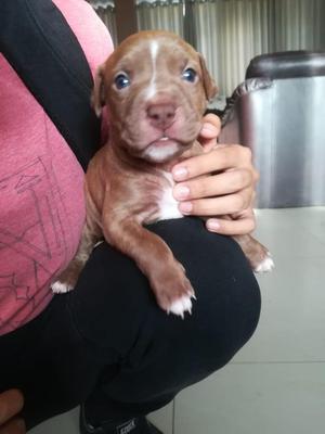 ULTIMAS CACHORRITAS PITBULLS