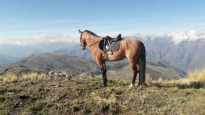 Vendo Caballo