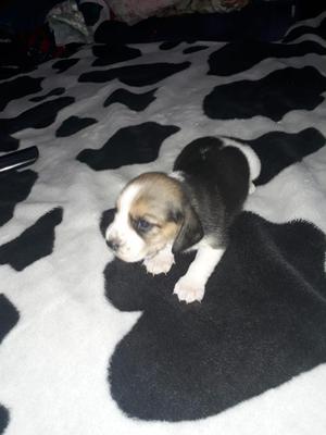 Vendo Cachorros Beagle 100% de Raza