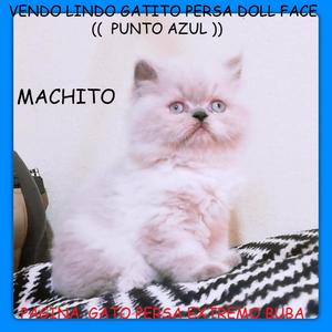 Vendo Hermoso Gatito Persa Doll Face:::::: PUNTO