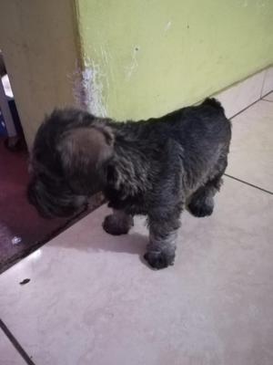 Vendo Schnauzer