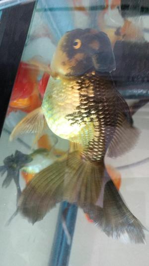 Venta de Goldfish