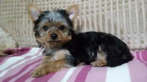 Yorkshire Terrier