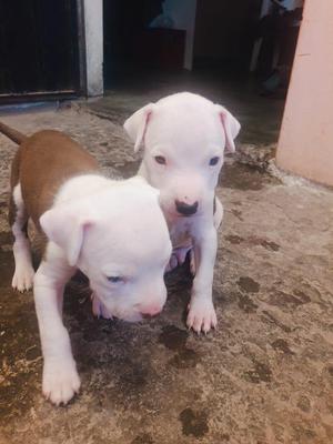hermozas cachorras pitbull en venta de 2 meses de nacidas
