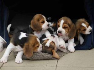 lindos beagle