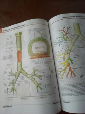 Libro Neter Anatomia Humana