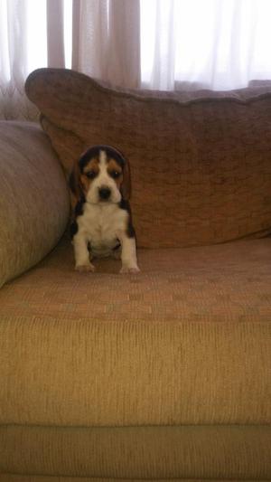 Adorables Beagles P. Cachorros
