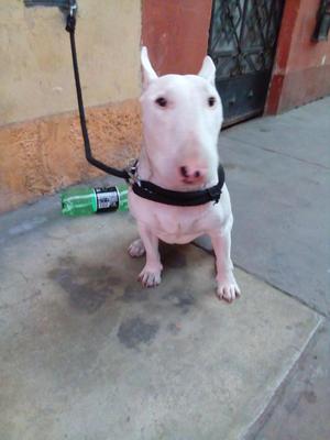 Bull terrier