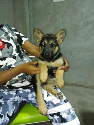 Cachorra Pastor Alemán Infor. 