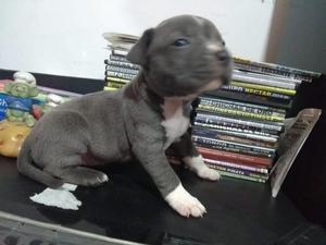 Cachorrita pitbull venta