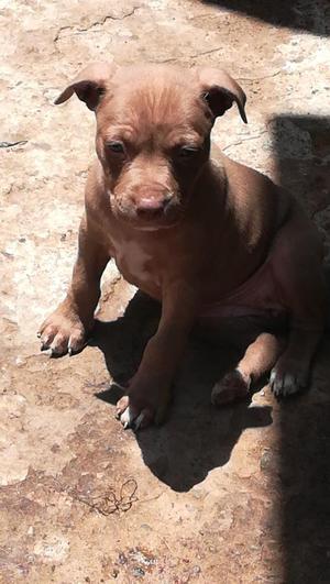 Cachorros Pitbull